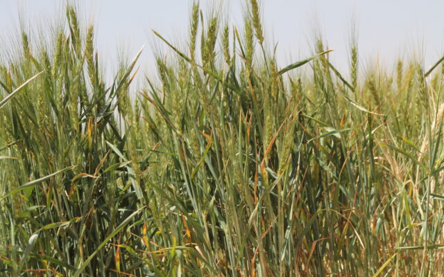 Wheat Producers struggle with Transportation during Harvest Season