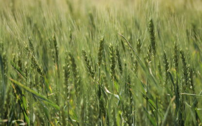 The Future of the Next Wheat Season