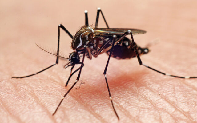 West Nile Virus In Canyon